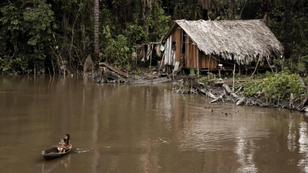 The Silent Erasure: How Climate Change Threatens to Silence the Amazon’s "Living Library"