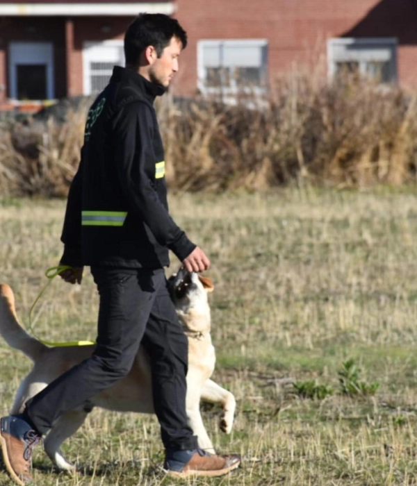 Beyond Affection: Decoding the Complex Reasons Why Dogs Lick Humans