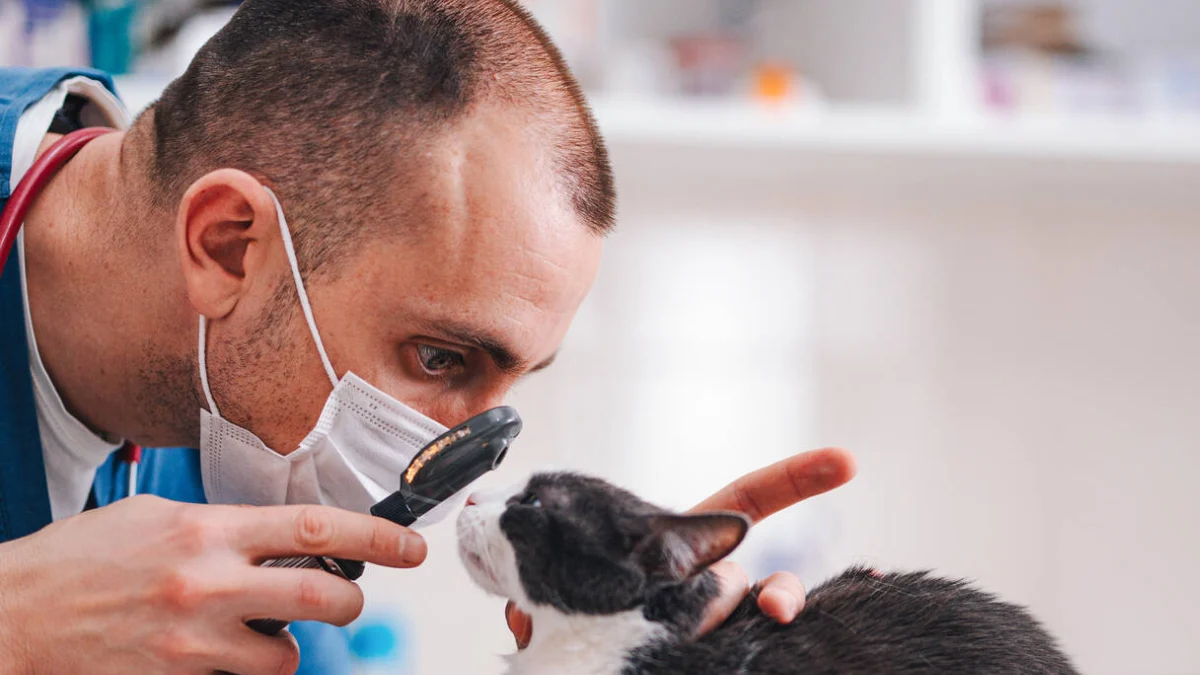 Beyond the Bark and Meow: Why Preventive Veterinary Care is the Ultimate Act of Pet Love