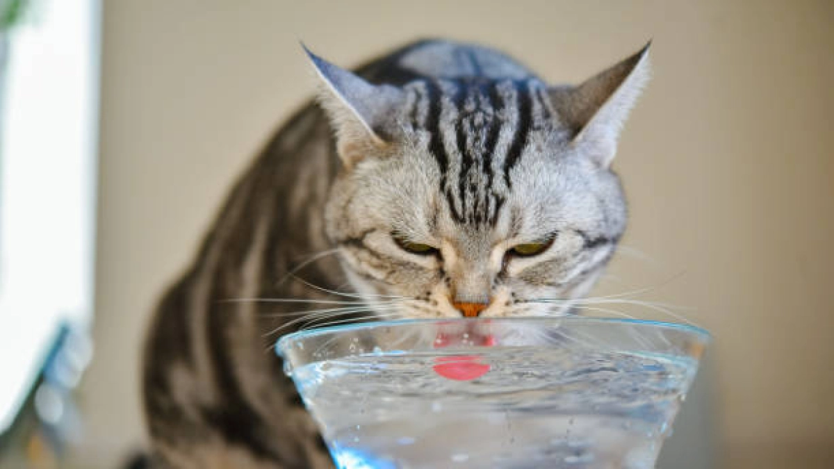Beyond the Nine Lives: Essential Veterinary Habits to Guarantee a Long, Healthy Life for Your Cat