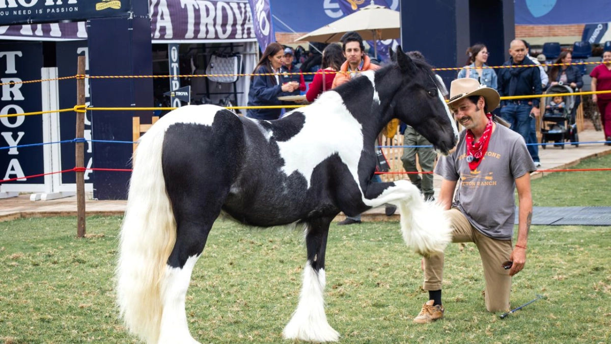 Bogotá to Host the Global Horse Trainers Congress: A Paradigm Shift Toward Respectful Equine Communication and Human Self-Mastery