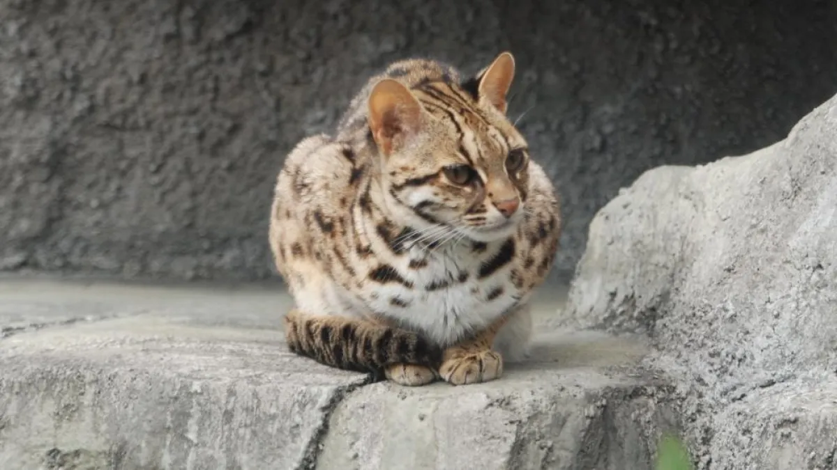 Genetic Mystery Solved: Kyoto University Study Rules Out Hybridization in Tsushima’s Short-Tailed Leopard Cats