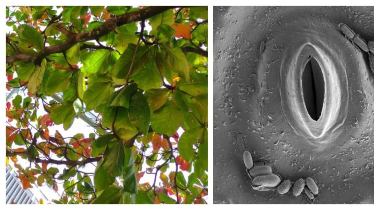 Microscopic Allies Against Smog: How Medellín’s Trees and Bacteria Could Breathe New Life into the City’s Air