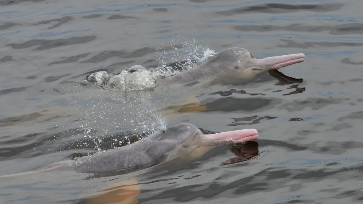 Protecting Aquatic Giants: Colombia’s Strategic Response to El Niño’s Threat