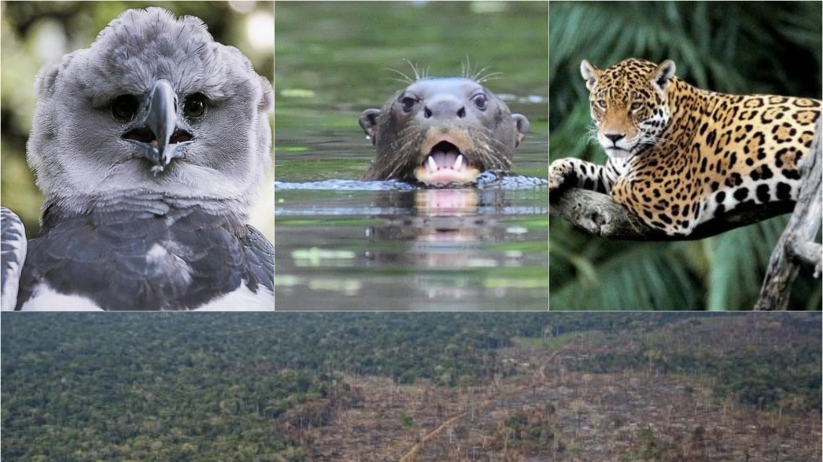 The Amazonian Crisis: How Deforestation is Severing the Web of Life in Colombia