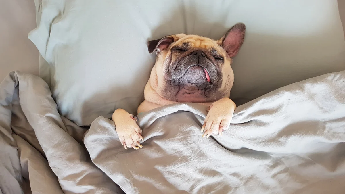 The Bedtime Dilemma: How Sleeping with Your Pet Impacts Your Health, Rest, and Wellbeing