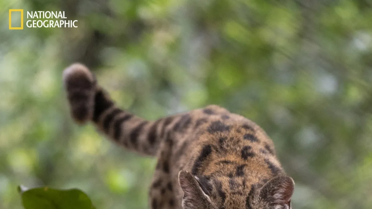 The Tilcayo: Science Discovers a Miniature Wild Cat in the Bolivian Cloud Forests After More Than a Century